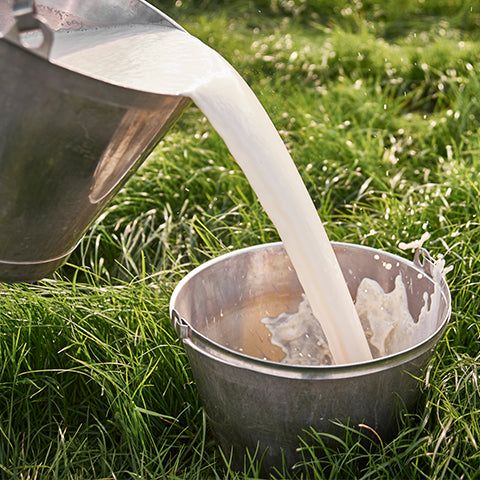 1.5L FRESH cow milk Bottle