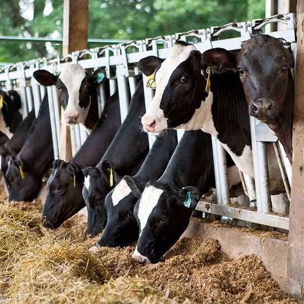 1.5L FRESH cow milk Bottle